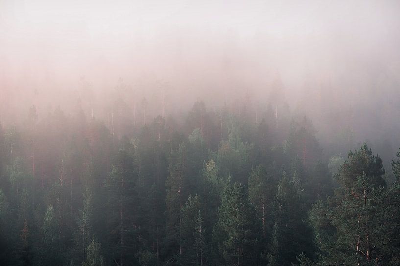 Brouillard sur la forêt de pins par Kimberley Jekel