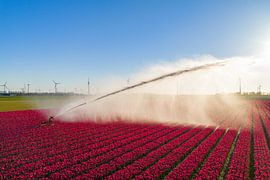 Agricultural irrigation sprinkler gun spraying water over tulips by Sjoerd van der Wal Photography