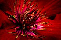 Clematis