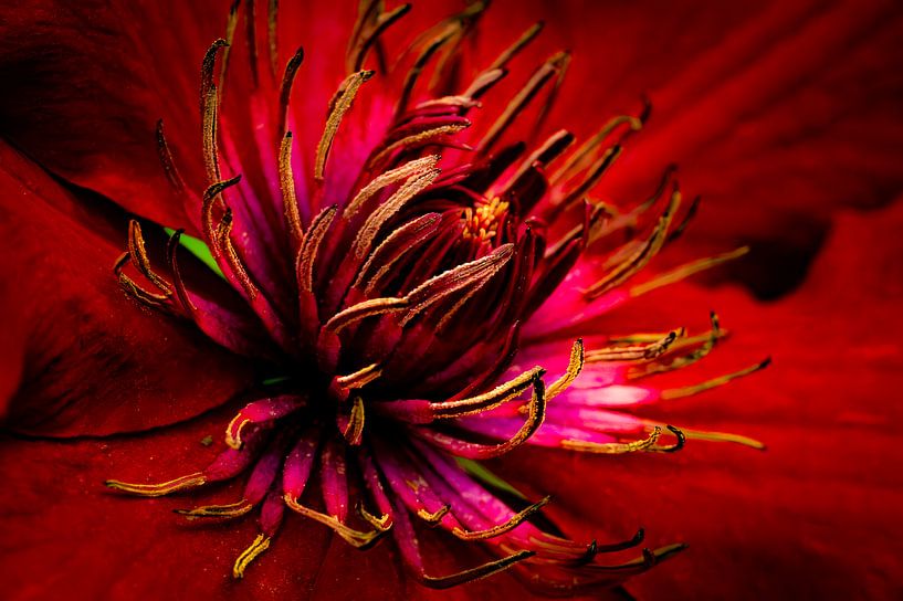 Clematis by Maik Bätzold