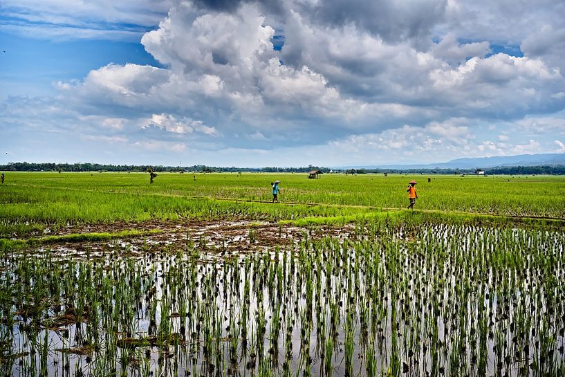 Paysage paisible de rizières sous un ciel éclatant de nuages par Frank Photos