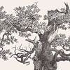 Oak Tree Top Drawing by Apolo Prints