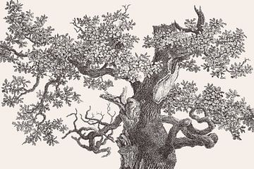 Oak Tree Top Drawing