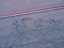 Frost auf den Beinen II von Nico van Maaswaal