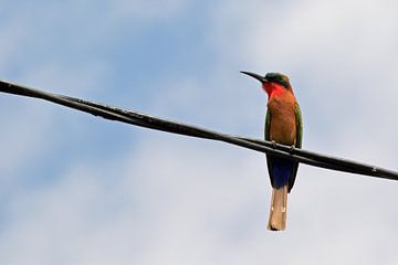 Bird watching, this time a bee-eater, in The Gambia by Renzo de Jonge