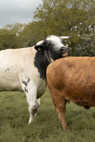 Le taureau Henk et la vache Hermien
