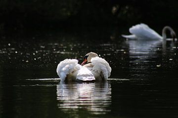 Höckerschwan von John Kerkhofs