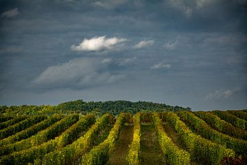 Vineyard by Frans Scherpenisse
