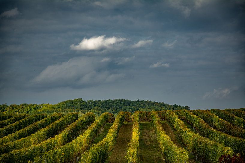 Vignoble par Frans Scherpenisse