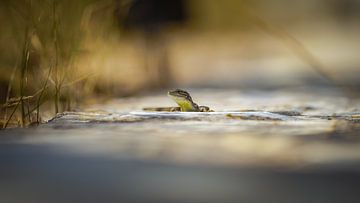 Lizard by Erwin Floor