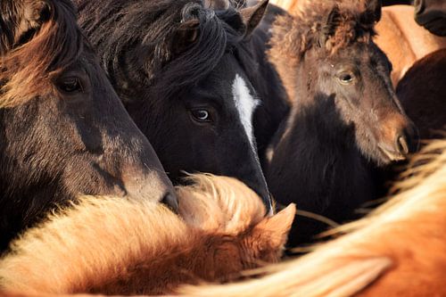 Islandpferd in der Herde