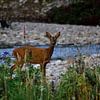 Hirsche am Bach von Pictures by GJ