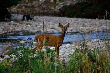cerf au bord du ruisseau