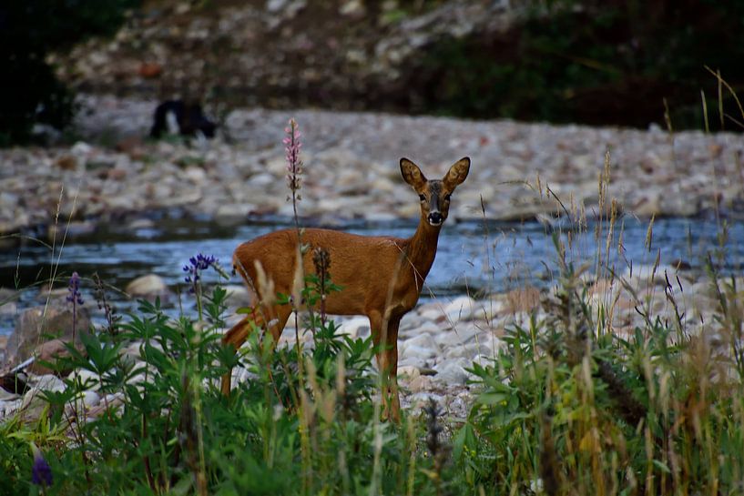 deer by the stream by Pictures by GJ