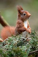 Squirrel eating seeds