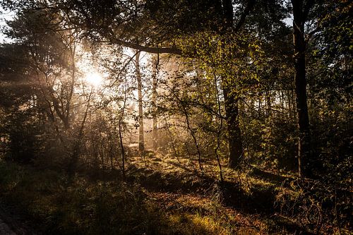 Opkomende zon in het bos