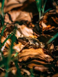 Kikker van Rianne Jacobs