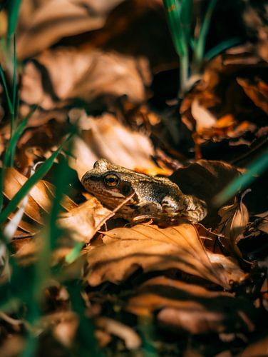 Grenouille sur Rianne Jacobs