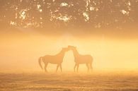 Paarden in ochtendmist van Friso Schinkel thumbnail
