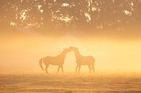Paarden in ochtendmist