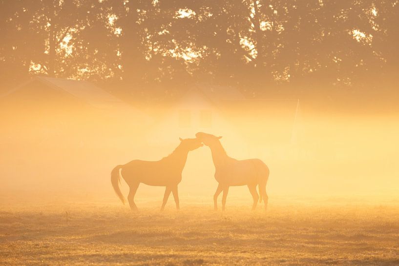 Paarden in ochtendmist van Friso Schinkel