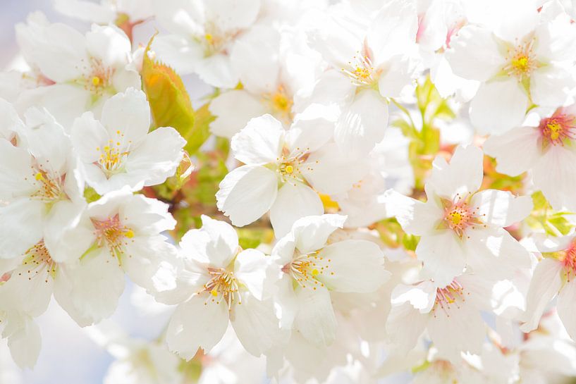 Kersen bloesem / cherry blossom par Elles Rijsdijk