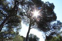zon tussen de bomen als een ster