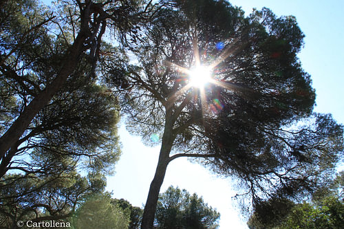 zon tussen de bomen als een ster