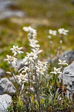 Edelweiss avec vue sur Davos et les Alpes suisses sur Leo Schindzielorz