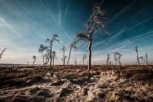 Hohes Venn in Farbe - 2 von Edwin van Wijk