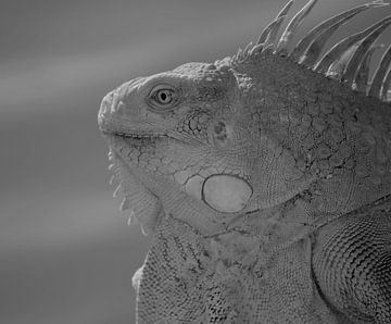 Iguana, green iguana portrait by Marco van Beek