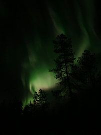 Northenlights and the tree by Kylie Van dommelen