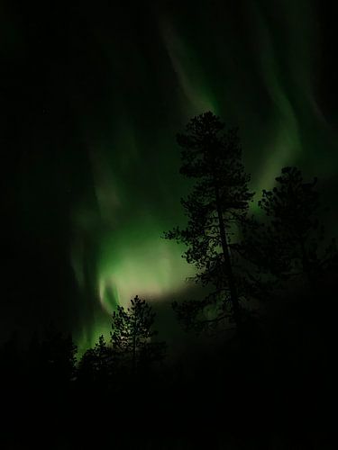 Northenlights and the tree