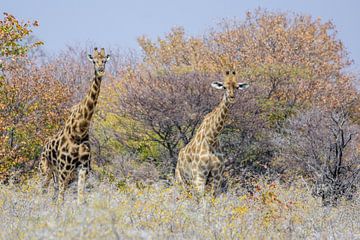 Giraffes at Etsha National Park van Jurgen Hermse