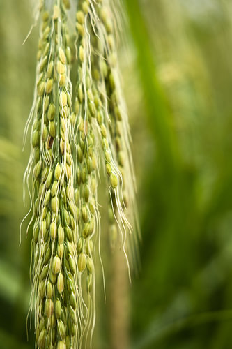 Close-up of a rice ear, ‘Golden Grain’, Balis