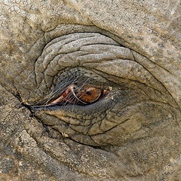 Het oog van de olifant