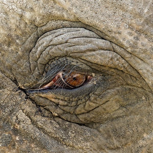 Het oog van de olifant par Sandra Kuijpers