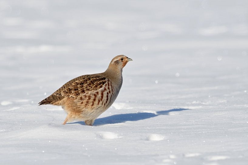 im tiefen Schnee... Rebhuhn *Perdix perdix*, Rebhenne im Winter von wunderbare Erde