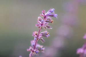 fliederfarbene Herbstpracht
