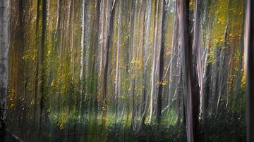 herfst in ulvenhouts bos van Peter Smeekens