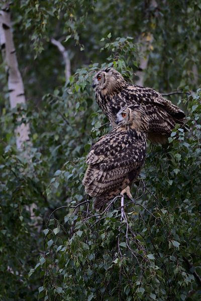 Uhus ( Bubo bubo ), zwei Eulen sitzen nebeneinander am späten Abend in einem Baum, wildlife, Europa. von wunderbare Erde