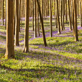 Hallerbos. by Ivo Schut Fotografie