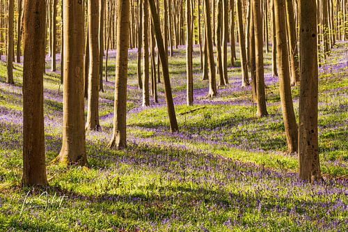 Hallerbos.