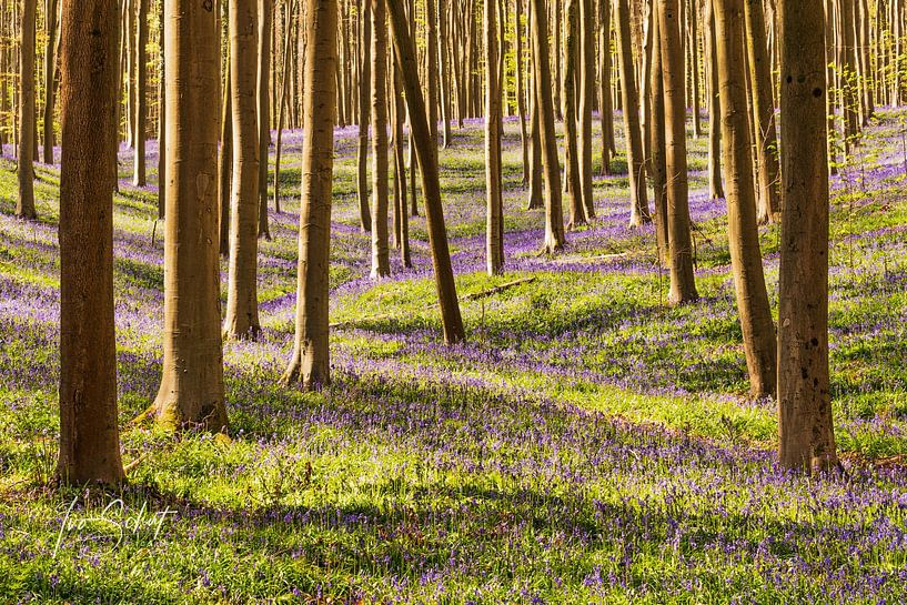 Hallerbos. by Ivo Schut Fotografie