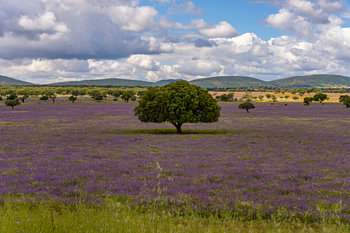 Steineiche inmitten einer violetten und sehr blühenden Landschaft.