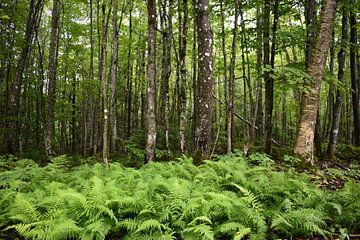 Des fougères en bordure de la forêt sur Claude Laprise