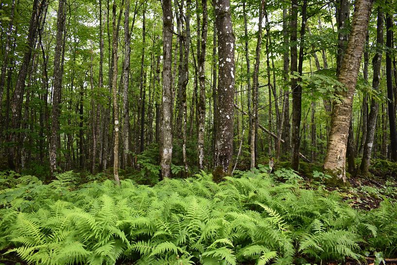 Ferns at the edge of the forest by Claude Laprise