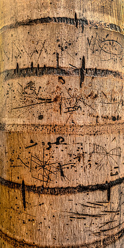 Palm with graphic drawing 2