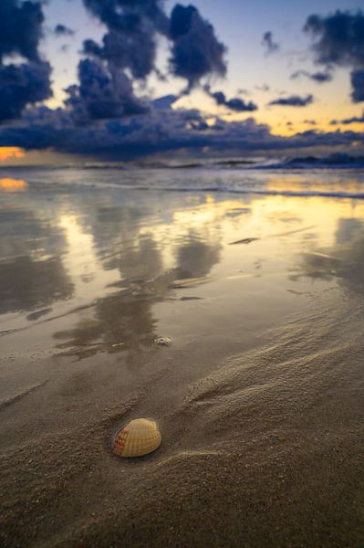 Zonsondergang op het strand van Texel met een aangespoelde schelp van Sjoerd van der Wal Fotografie