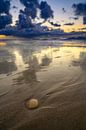 Zonsondergang op het strand van Texel met een aangespoelde schelp van Sjoerd van der Wal Fotografie thumbnail